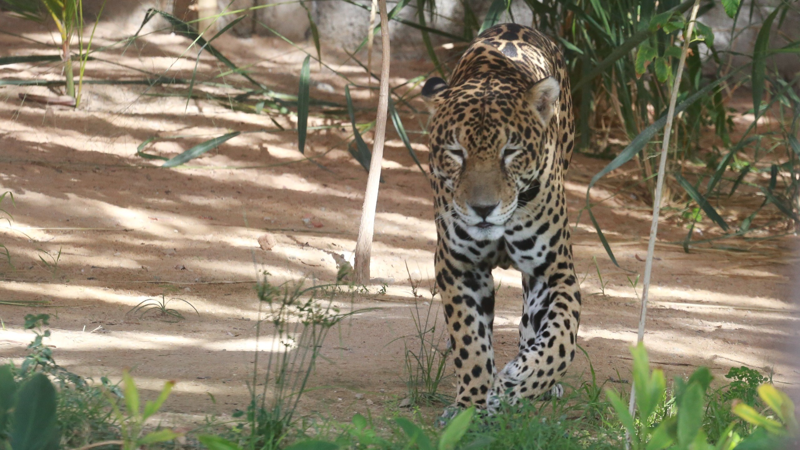 onça andando no zoológico